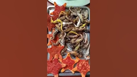 Cá ngựa tươi, cá ngựa khô,CÁCH NGÂM RƯỢU CÁ NGỰA, ĐỦ VỊ, ĐÚNG CÔNG THỨC.