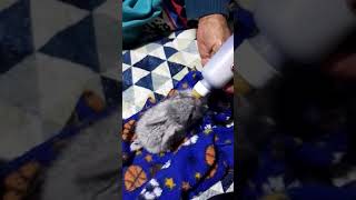 Dando De Mamar A Burrito