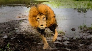 How to Move Lions on a Rainy Day