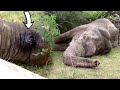 Extending hands of humanity to save the life of a gunshot injured Elephant| Elephant treatment