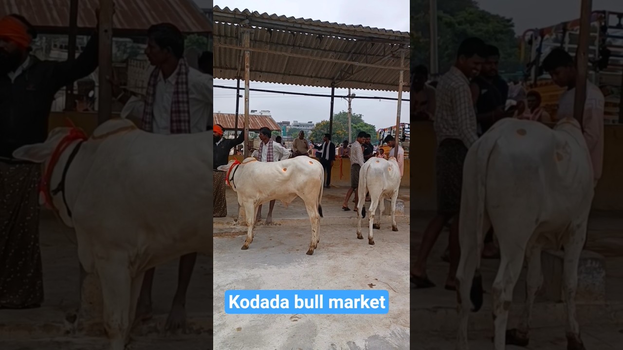 Kodad bulls market-kodad santha today-kodad market-kodad santha-kodad market live-kodad bulls-kodad