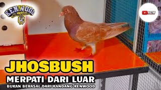 JHOSBUSH MERPATI MEWAH BUKAN BERASAL DARI TRAH KANDANG TEAM KENWOOD ALUR CERITA MERPATI JHOSBUSH