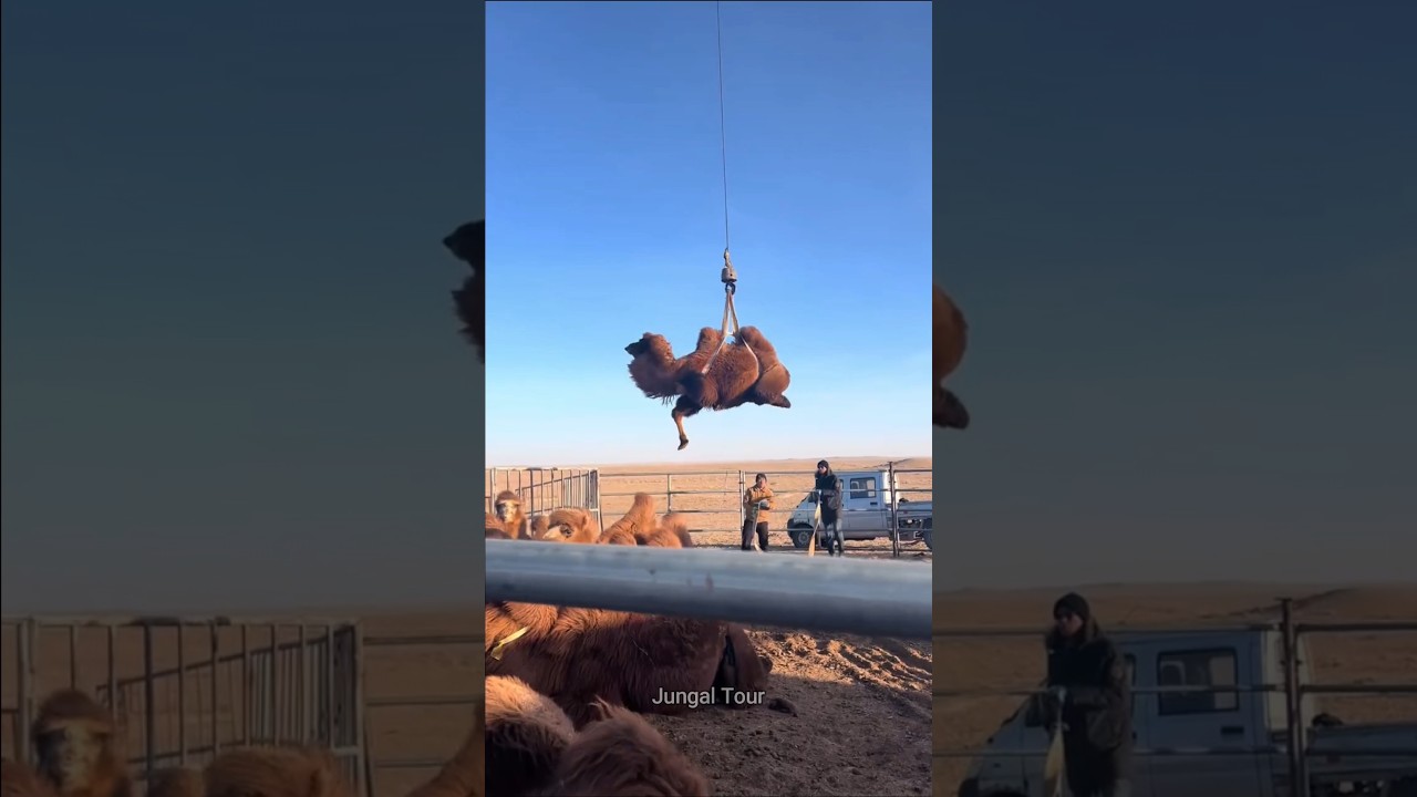 What REALLY Happens on China's Camel Farms for Milk