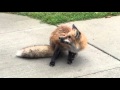 Sick fox