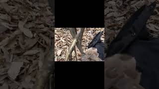 Бедный Пёс Попал В ловушку! Вот Как Его Спасали.... #животные #animals # shorts