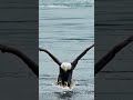 Águila calva atrapa salmón #eagle #bird #wildanimals #animals #fyp 🦅🐦🦆🐧