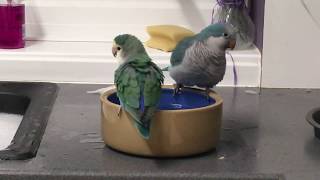 About Blue Quaker Parrot
