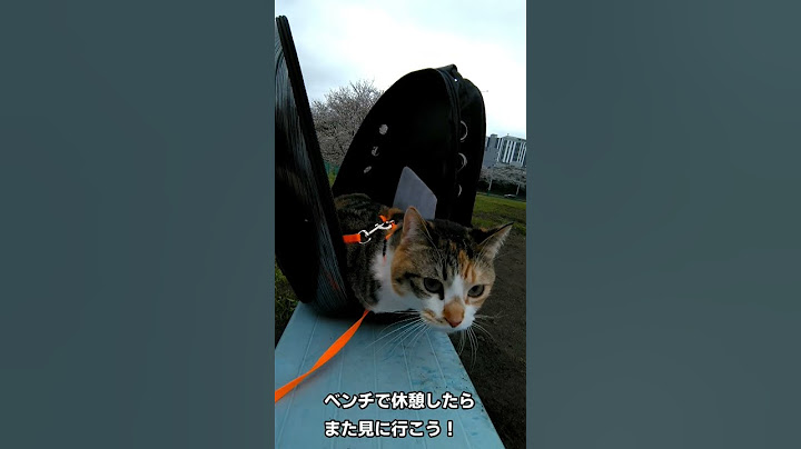 The result of going to see cherry blossoms with a cat! #shorts 476 #cat #cherry blossom #cherry b...