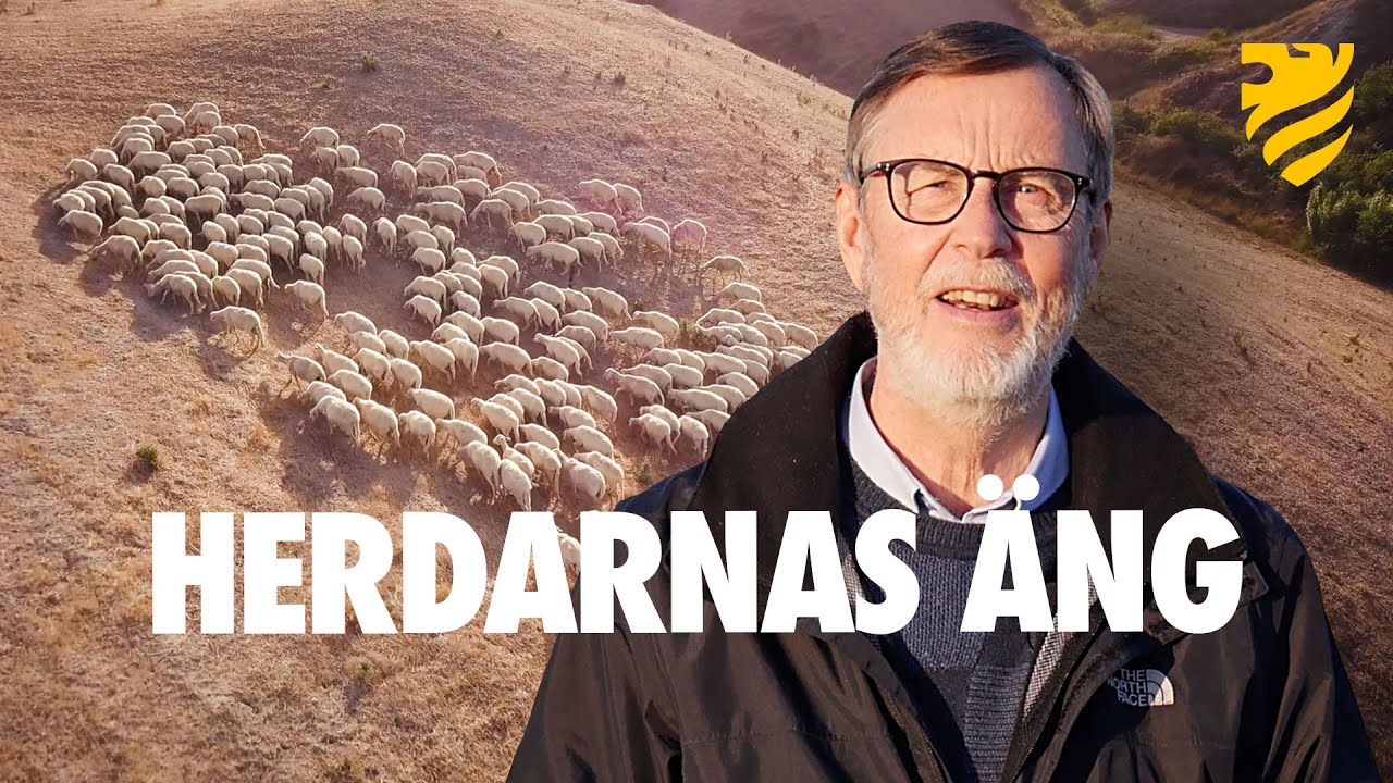 HERDARNAS ÄNG | Glädjebudskap i nattsvart mörker!