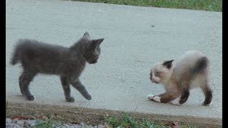 Kitten Fight Intense Standoff