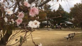 二条公園にて