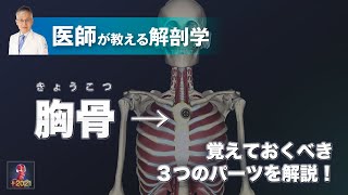 胸骨とは？【医師による解剖学解説】