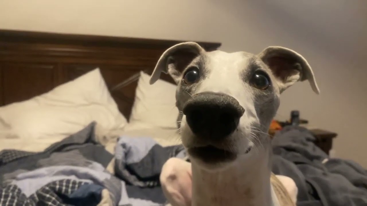 Dog jumpscare 3 YouTube