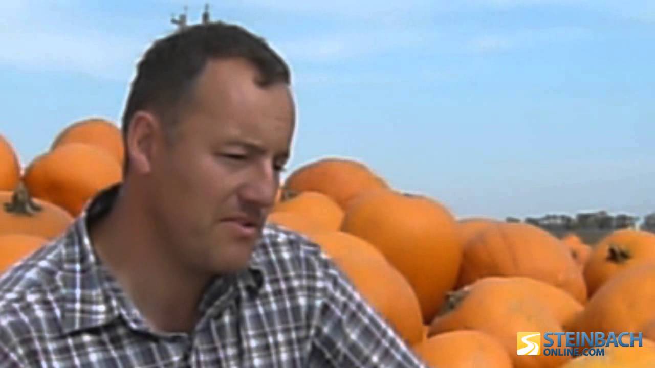 What Does Half A Million Pumpkins Look Like?