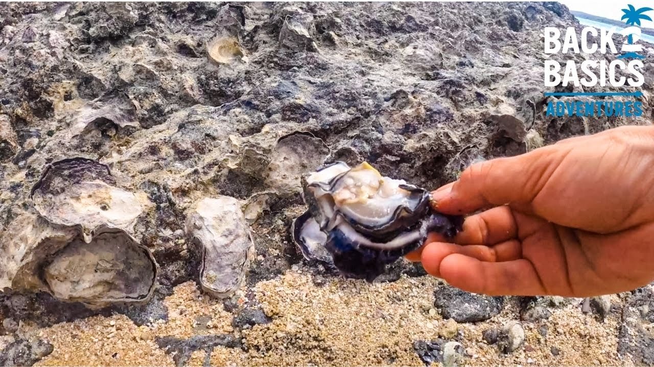 HOW TO GATHER HUGE OYSTERS with a Rock & Screwdriver 🌴