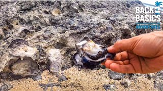HOW TO GATHER HUGE OYSTERS with a Rock & Screwdriver 