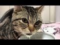 ミルクをありえない速さで飲み干して硬直してしまった猫ｗ