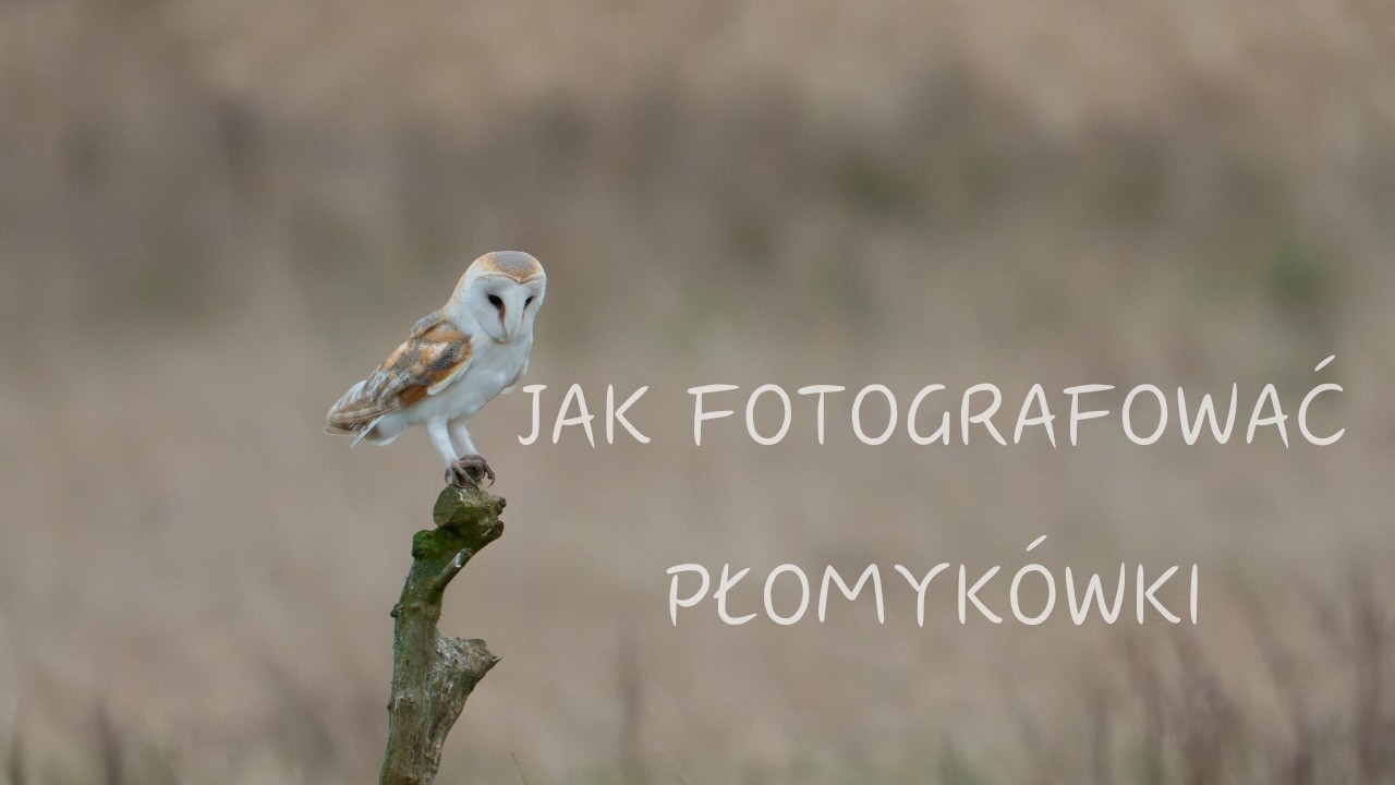 Jak fotografować Płomykówki // sony alpha // fotografia przyrodnicza // sony a1 sony 200-600 //