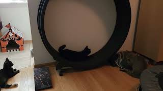 Tom cat exercise wheel fun - adopt @ TheRescueTrain.org by HappyPurrs 143 views 1 year ago 16 seconds