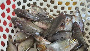 Lũ Rút Giăng Lưới Dính Cá Rô Đồng Mùa Nước Ăn Rất Ngon