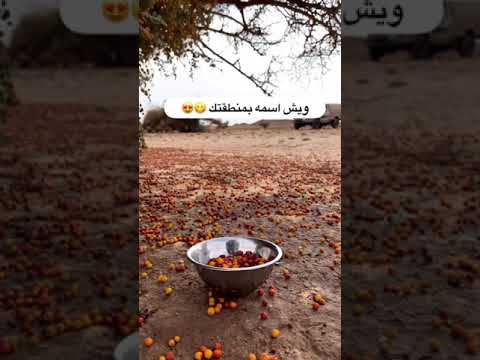 فواكه نبق عبري السعودية ترند اكسبلور فلسطين الاردن قطر