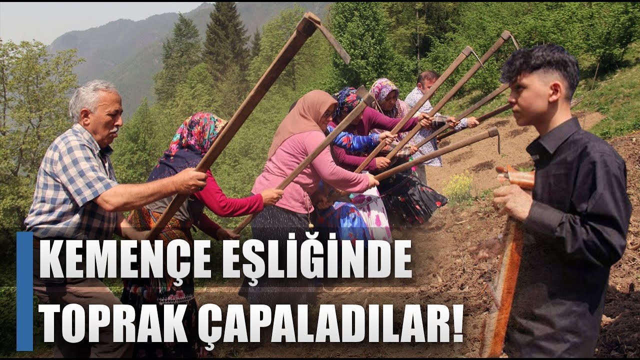 Köyü Kuş Dili İle İmeceye Çağırıp Kemençe Eşliğinde Tarla Çapalıyorlar! / AGRO TV HABER