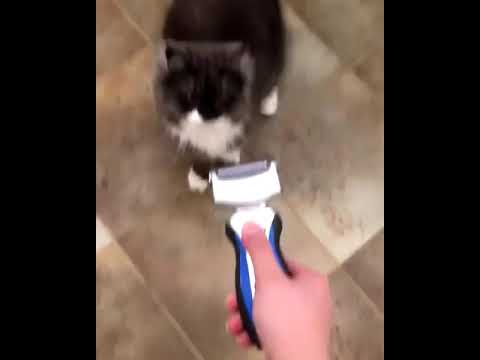 Kucing gamau di cukur bukunya - YouTube