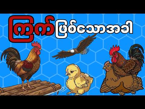 သင်ကြက်ဖြစ်သောအခါ - Life as a Chicken