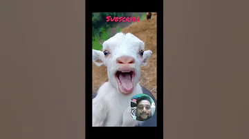 Shorts Comed Yvideo Viral Shorts Apk Official 