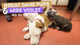 The Great Dane X Mastiff Puppies and little Miss Violet the possibly blind Staffy pup go to the Vet