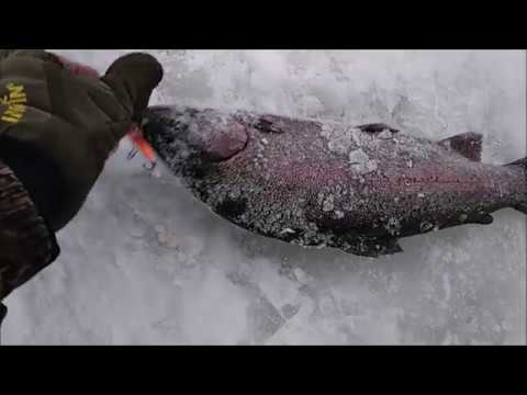 Клёвое место( Савельево), ЛОВИМ ФОРЕЛЬ НА VIB 58, СЪЁМКА ПОД ВОДОЙ