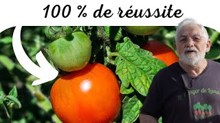 Comment planter ces tomates ?