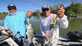 Sacramento River Spring Stripers (4K)