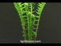 Time lapse of fern sprouting