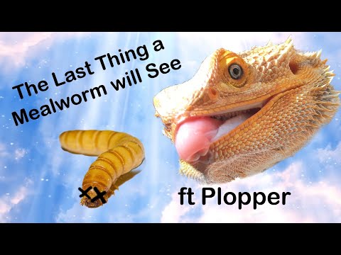 the-last-thing-a-mealworm-will-see-ft-plopper