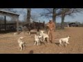 Ferrell Miller Interview With Bird Dogs Afield Ferrell Miller Interview With Bird Dogs Afield