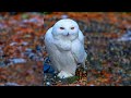 This Cute Arrogant Snowy Owl likes To Be With Strangers බකමූණා අපිට බැන්නද මන්දා #Shorts