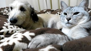 犬のりゅうと猫のろく 突然の同居から2年 Cat and Dog living together