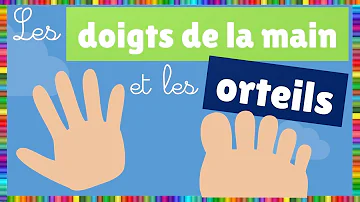 Comment Appelle-t-on les doigts de pieds en français