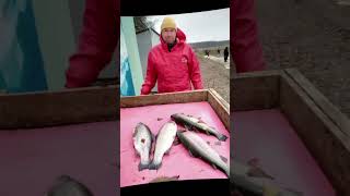 Отличная рыбалка в Дулово. #платник #форель #кудапоехатьнарыбалку