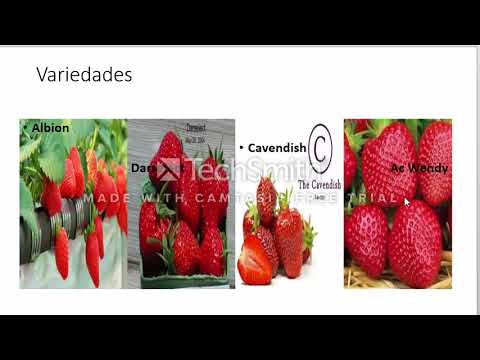 Video: Variedad De Fresa De Jardín Alba - Descripción, Cuidado Y Otras Características