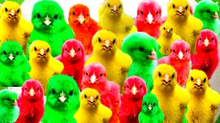 Tangkap Ayam Lucu, Ayam Warna Warni, Ayam Rainbow Gokil, Kelinci, Kucing Lucu, Bebek, Hewan Lucu