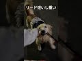 リード短いし重い#いぬ #ゴールデンレトリバー