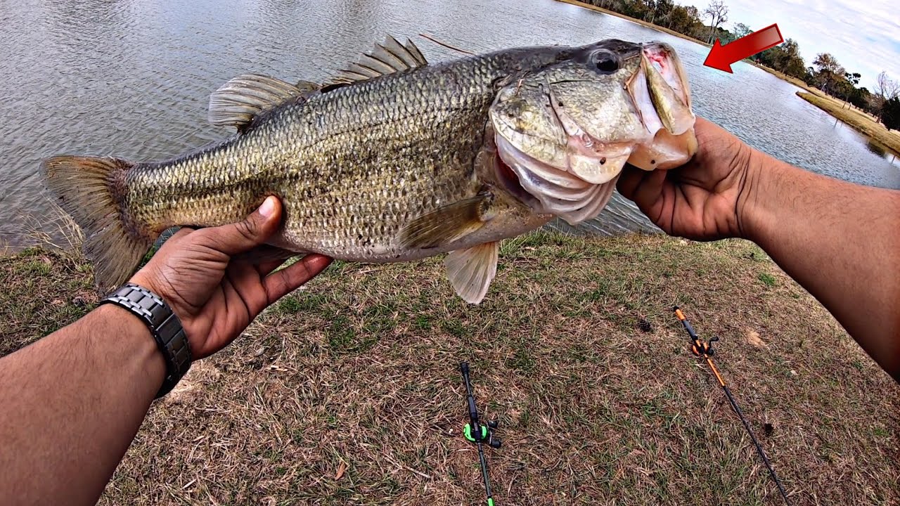 Golf Course Ponds CARRY BIG BASS!