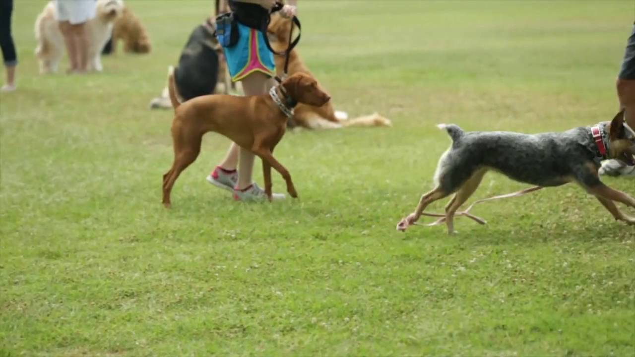 Best Reality TV Production Company in Dallas  - Serendipitous Films (S-Films)