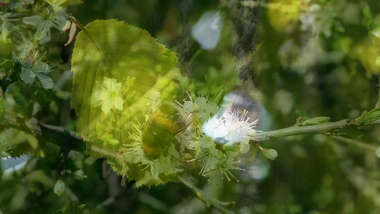 Bloodless Mushroom - Cymatella - 06 - Stumps