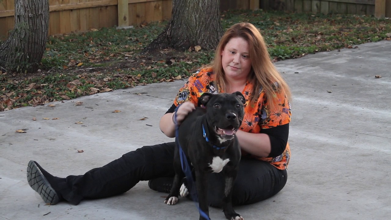 to Animal Hospital of Loves Park YouTube