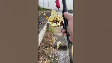 Đi câu cá, #fishing  #diy #kinhdoanh