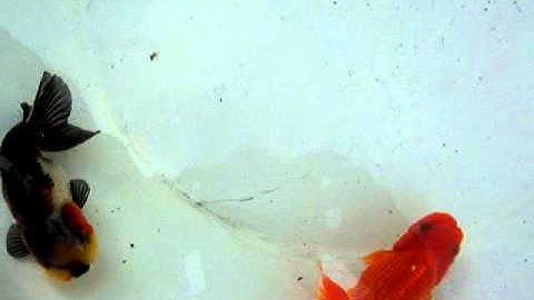 tri and tvr 2 9 2010