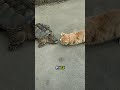 猫はなぜ雷のような反射をするのでしょうか